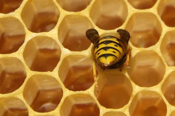 Arılarda bal peteğindeki arılara yakın çekim
