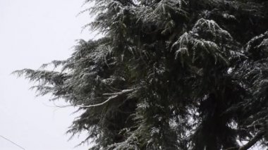 Kar yağışı orman parkta. Kış manzara karla kaplı park.