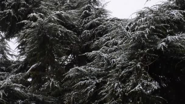 森林公園の降雪。雪に覆われた公園の冬の風景. — ストック動画