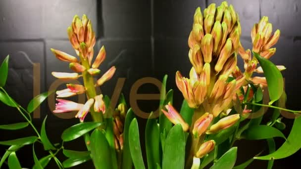Macro tijd vervallen video van een roze hyacinten bloem (Hyacinthus orientalis) met schrijven — Stockvideo