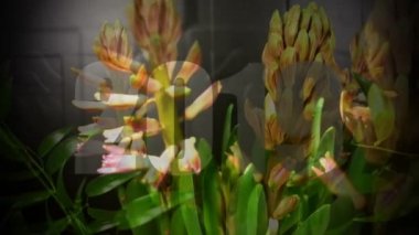 makro pembe sümbül, video lapse zaman çiçek (Hyacinthus orientalis) yazma ile yeni yıl