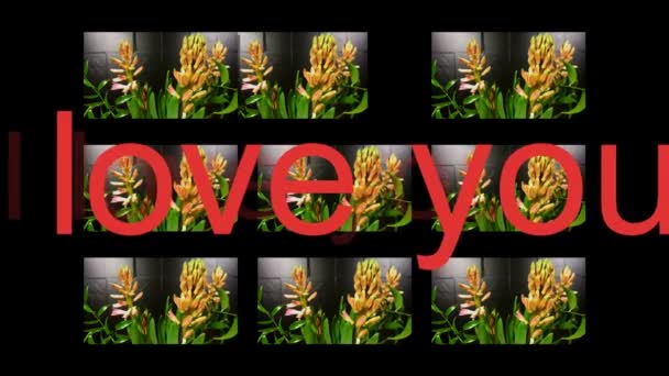 Macro time lapse video of a pink hyacinth flower (Hyacinthus orientalis) with write in multimage — Stock Video