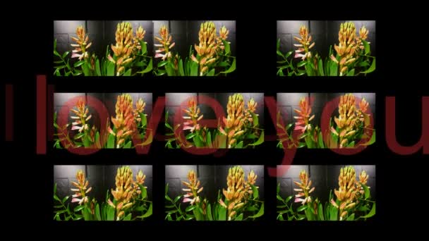 Macro time lapse video de una flor de jacinto rosa (Hyacinthus orientalis) con escritura — Vídeos de Stock