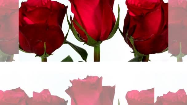 Strauß roter Rosen isoliert auf weißem Grund — Stockvideo