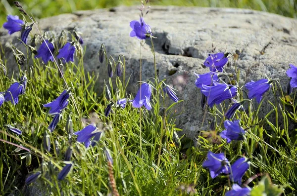 Flores florescentes com lago de montanha — Fotografia de Stock