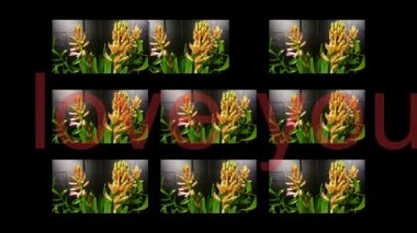 Makro yazma ile pembe sümbül çiçek (Hyacinthus orientalis) video lapse time