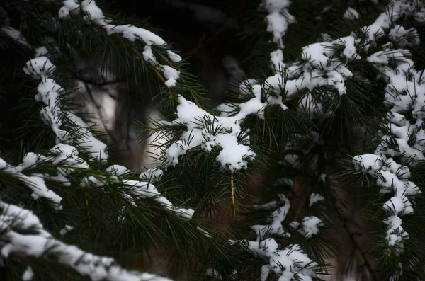 Kış arka plan mavi Ladin clos karla kaplı dalları ile — Stok fotoğraf
