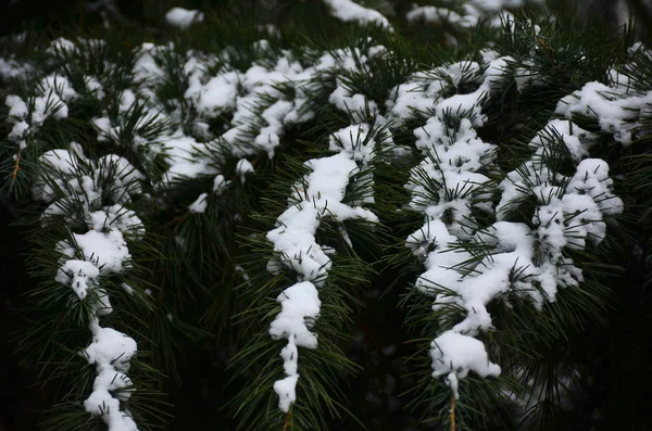Kış arka plan mavi Ladin clos karla kaplı dalları ile — Stok fotoğraf