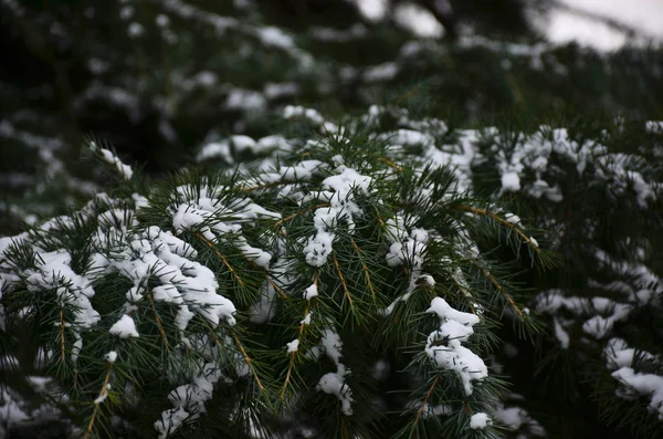 Winter background with snow-covered branches of blue spruce clos — Stock Photo, Image