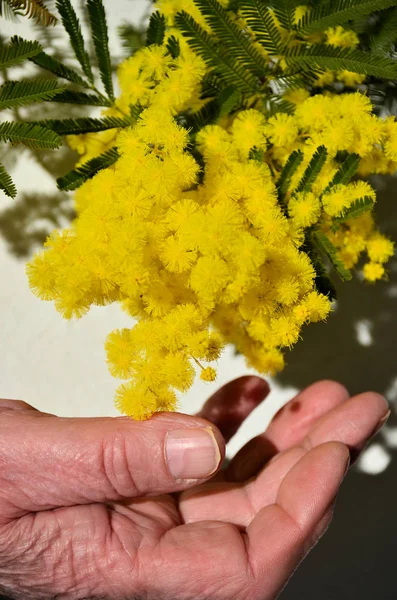 Mulher mão segurar amarelo mimosa flor — Fotografia de Stock