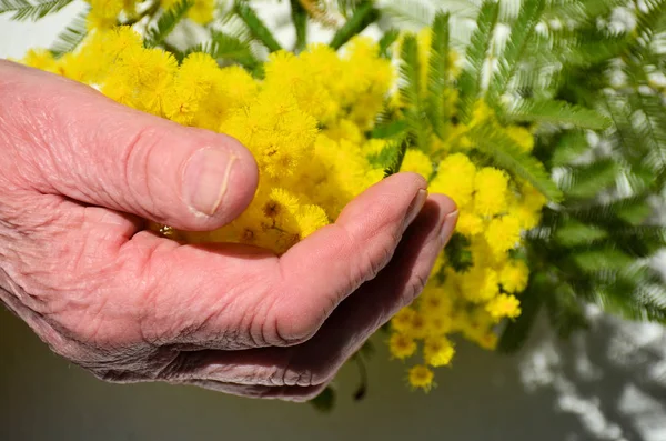 Mulher mão segurar amarelo mimosa flor — Fotografia de Stock