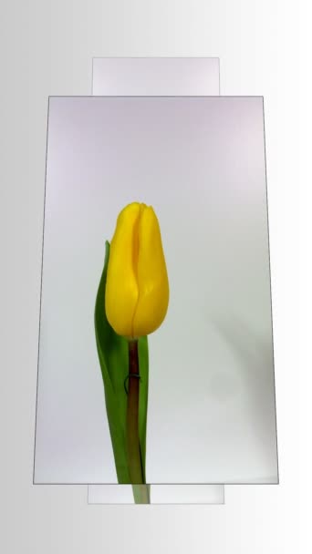 Cama de flores de tulipán amarillo. Hermoso paisaje interior en horizontal — Vídeos de Stock