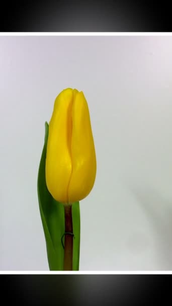 Blumenbeet aus gelben Tulpen. schöne Indoor-Landschaft in horizontaler — Stockvideo