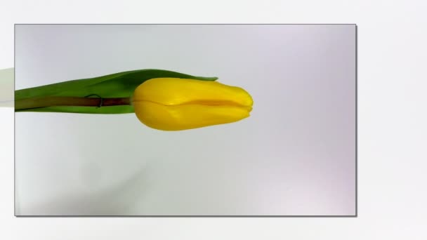 Flower Bed Of Yellow Tulip. Beautiful indoor scenery in horizontal — Stock Video