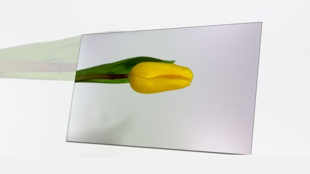 Cama de flores de tulipán amarillo. Hermoso paisaje interior en horizontal — Vídeos de Stock