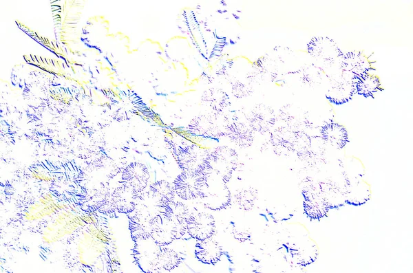 Çiçek açması Mimoza mavi gökyüzünde; Clipart.