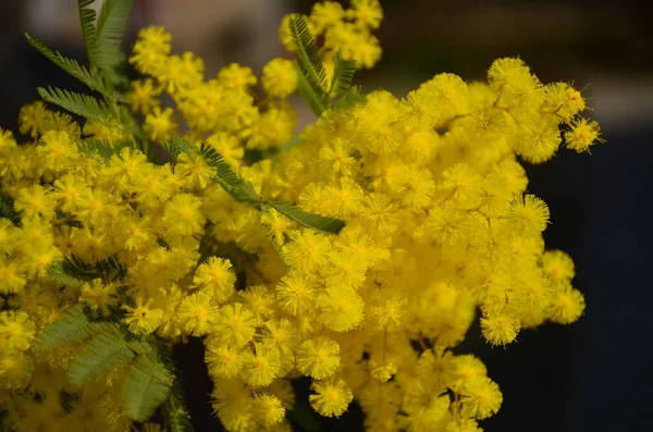 Mimosa florescente no céu azul — Fotografia de Stock