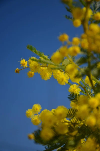 Mimosa florescente no céu azul — Fotografia de Stock