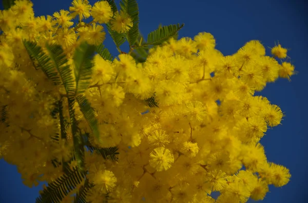 Mimosa florescente no céu azul — Fotografia de Stock