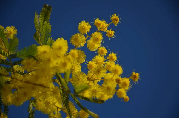 Blossoming mimosa in blue sky — Stock Photo, Image