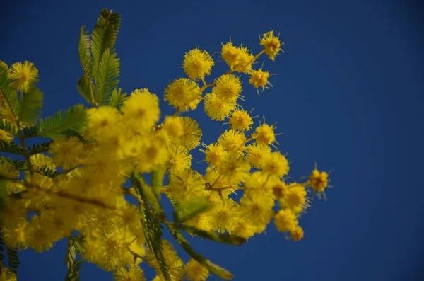 Mimosa înfloritoare pe cerul albastru — Fotografie, imagine de stoc