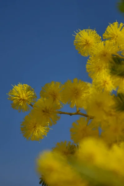 Mimosa înfloritoare pe cerul albastru — Fotografie, imagine de stoc