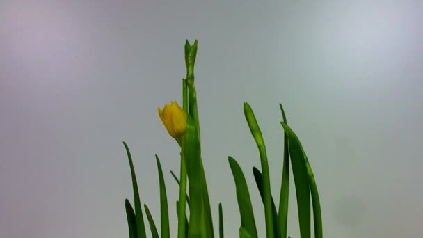 Four daffodils opening on white background — Stock Video