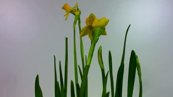 Deux jonquilles s'ouvrant sur fond blanc — Video