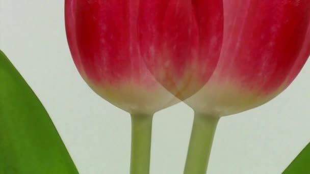 튤립 꽃을 느린 슬라이딩 모션 닫습니다. — 비디오