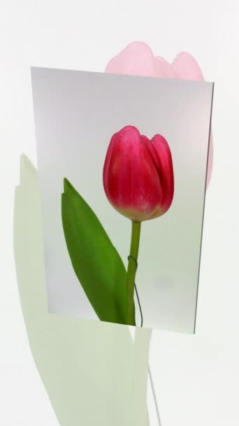 Flor de tulipán de cerca con movimiento deslizante lento — Vídeo de stock