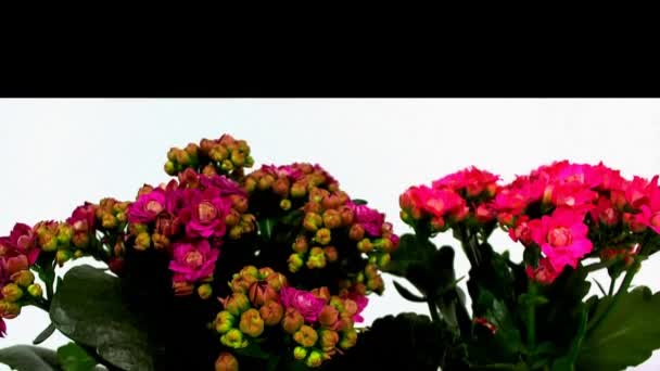 Animation rotation of realistic bouquet of flowers on clear and bright background. — Stock Video