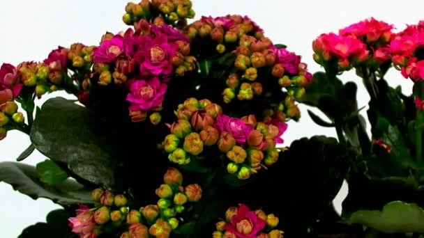 Animace rotace realistické kytici květin na jasné a světlé pozadí. — Stock video