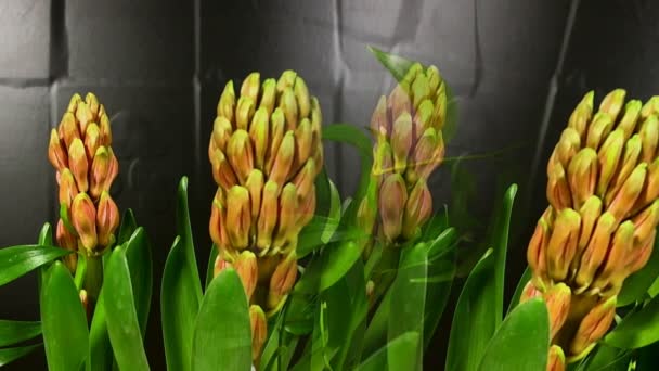 Hyacint blommar på svart bakgrund tidsinställd — Stockvideo