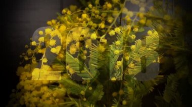 Sarı Mimoza ağacının baharda çiçek açan