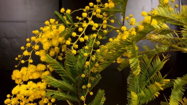 Fioritura gialla dell'albero di mimosa in primavera — Video Stock