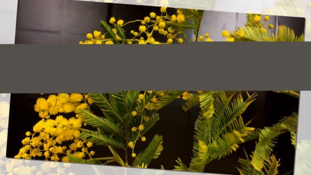 Gele bloei van mimosa boom in het voorjaar — Stockvideo