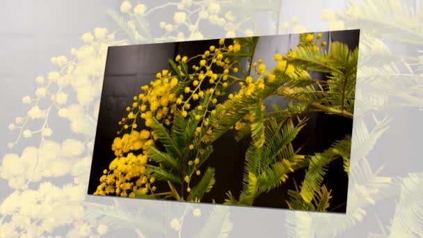 Floração amarela da árvore mimosa na primavera — Vídeo de Stock