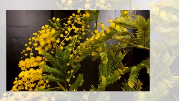 Fioritura gialla dell'albero di mimosa in primavera — Video Stock