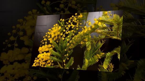 Жовте цвітіння дерева мімози навесні — стокове відео