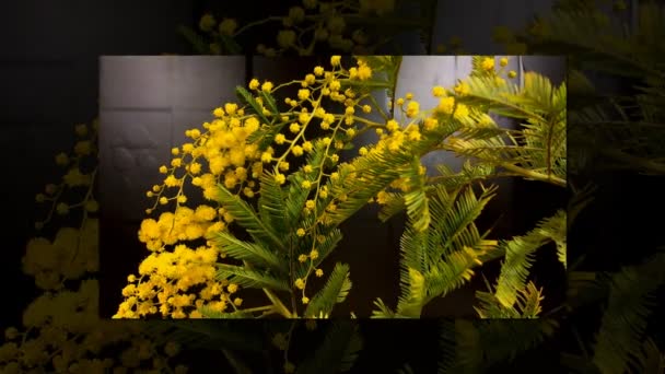 Floração amarela da árvore mimosa na primavera — Vídeo de Stock