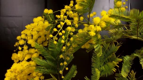 Gula blommande mimosa träd på våren — Stockvideo