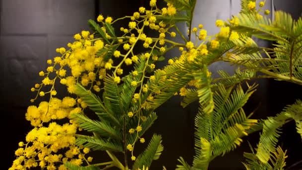 Yellow blooming of mimosa tree in spring — Stock Video
