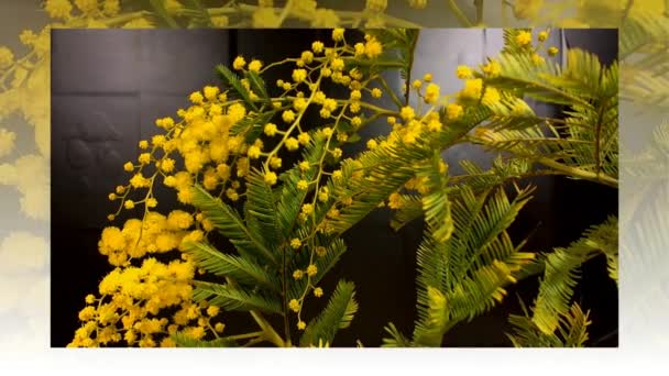 Yellow blooming of mimosa tree in spring — Stock Video