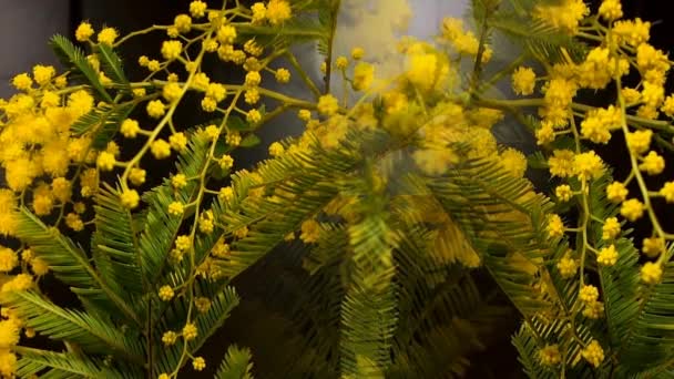 Floración amarilla del árbol mimosa en primavera — Vídeo de stock