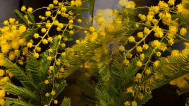 Sarı Mimoza ağacının baharda çiçek açan