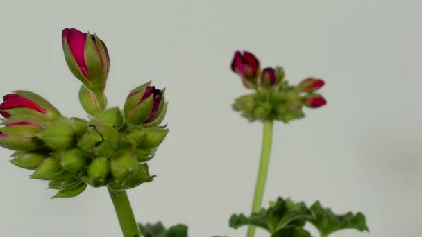 Zeitraffer der Geranienblüte auf weißem Hintergrund. — Stockvideo