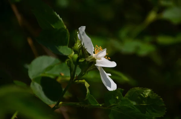 Demir ağacı çiçek açan ahşap beyaz çiçek.