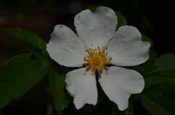 Weiße Blume aus Eisenholz blüht auf Baum. — Stockfoto