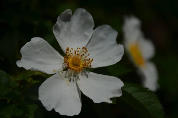 Demir ağacı çiçek açan ahşap beyaz çiçek.