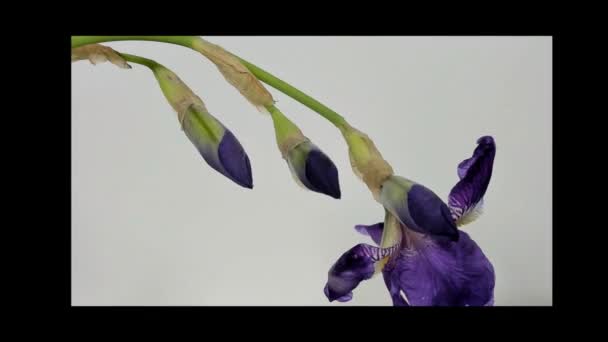 Blaue Blume aus Eisenholz blüht auf Baum. — Stockvideo